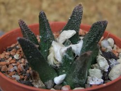 Ariocarpus bravoanus El Ňuňez květináč 5,5 cm - 12415683