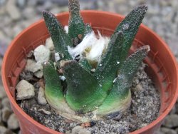 Ariocarpus bravoanus El Ňuňez květináč 5,5 cm - 12415684