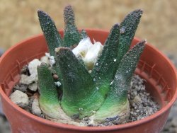Ariocarpus bravoanus El Ňuňez květináč 5,5 cm