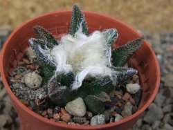 Ariocarpus bravoanus El Ňuňez květináč 5,5 cm