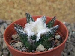 Ariocarpus bravoanus El Ňuňez květináč 5,5 cm - 12415687