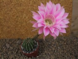 Echinopsis hybrid aff eyresii, květináč 5,5 cm - 12415688
