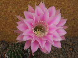 Echinopsis hybrid aff eyresii, květináč 5,5 cm - 12415689