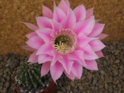 Echinopsis hybrid aff eyresii, květináč 5,5 cm