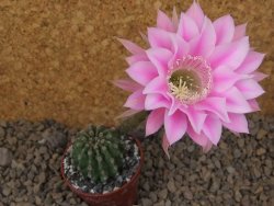 Echinopsis hybrid aff eyresii, květináč 5,5 cm - 12415691
