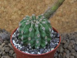 Echinopsis hybrid aff eyresii, květináč 5,5 cm - 12415692