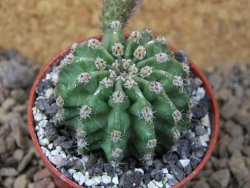 Echinopsis hybrid aff eyresii, květináč 5,5 cm - 12415693
