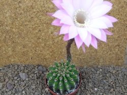 Echinopsis hybrid aff eyresii, květináč 6,5 cm - 12415694