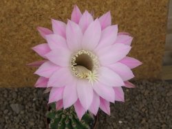 Echinopsis hybrid aff eyresii, květináč 6,5 cm - 12415695