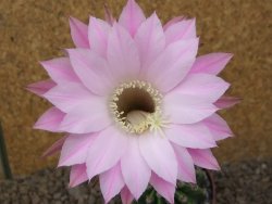 Echinopsis hybrid aff eyresii, květináč 6,5 cm - 12415696