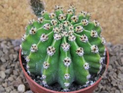 Echinopsis hybrid aff eyresii, květináč 6,5 cm - 12415697