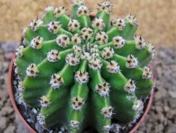 Echinopsis hybrid aff eyresii, květináč 6,5 cm