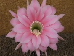 Echinopsis hybrid, květináč 6,5 cm