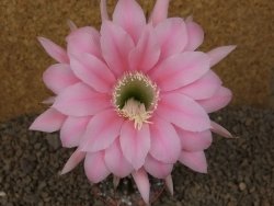 Echinopsis hybrid, květináč 6,5 cm - 12415700