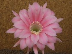Echinopsis hybrid, květináč 6,5 cm - 12415701