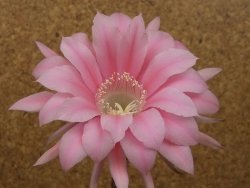 Echinopsis hybrid, květináč 6,5 cm - 12415702