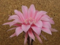 Echinopsis hybrid, květináč 6,5 cm - 12415703