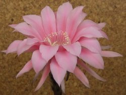 Echinopsis hybrid, květináč 6,5 cm - 12415704
