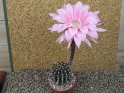 Echinopsis hybrid, květináč 6,5 cm - 12415705