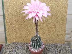 Echinopsis hybrid, květináč 6,5 cm - 12415706