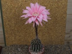 Echinopsis hybrid, květináč 6,5 cm - 12415707