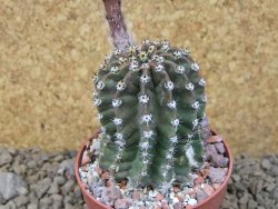 Echinopsis hybrid, květináč 6,5 cm - 12415708