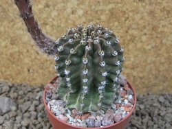 Echinopsis hybrid, květináč 6,5 cm - 12415709
