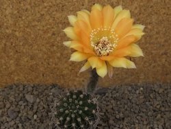 Echinopsis hybrid, květináč 5,5 cm - 12415710
