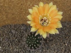 Echinopsis hybrid, květináč 5,5 cm - 12415711