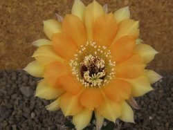 Echinopsis hybrid, květináč 5,5 cm - 12415713