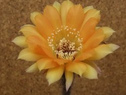 Echinopsis hybrid, květináč 5,5 cm - 12415714