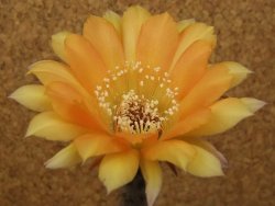 Echinopsis hybrid, květináč 5,5 cm - 12415715