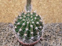Echinopsis hybrid, květináč 5,5 cm - 12415716