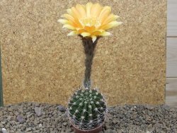 Echinopsis hybrid, květináč 5,5 cm - 12415717