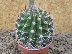 Echinopsis hybrid, květináč 5,5 cm - 12415718