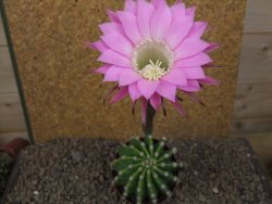 Echinopsis hybrid aff eyresii XL, květináč 8 cm - 12415719