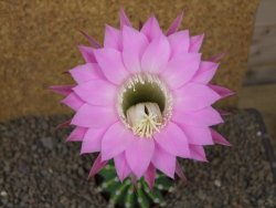 Echinopsis hybrid aff eyresii XL, květináč 8 cm - 12415720