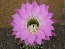 Echinopsis hybrid aff eyresii XL, květináč 8 cm