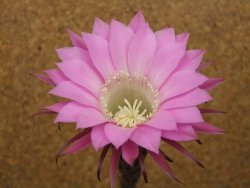 Echinopsis hybrid aff eyresii XL, květináč 8 cm - 12415722