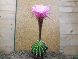 Echinopsis hybrid aff eyresii XL, květináč 8 cm - 12415723
