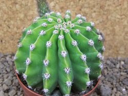 Echinopsis hybrid aff eyresii XL, květináč 8 cm - 12415724