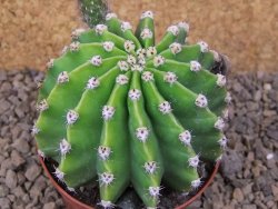 Echinopsis hybrid aff eyresii XL, květináč 8 cm - 12415725