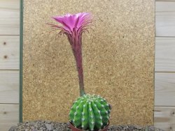 Echinopsis hybrid aff eyresii XL, květináč 8 cm - 12415726