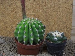 Echinopsis hybrid aff eyresii XL, květináč 8 cm - 12415727