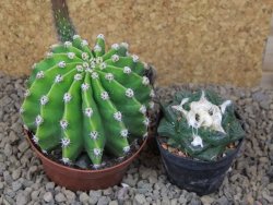 Echinopsis hybrid aff eyresii XL, květináč 8 cm - 12415728