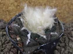 Ariocarpus fissuratus, květináč 5,5 cm Cites IA - 12415730
