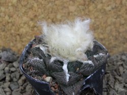 Ariocarpus fissuratus, květináč 5,5 cm Cites IA - 12415731