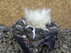 Ariocarpus fissuratus, květináč 5,5 cm Cites IA - 12415732