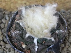 Ariocarpus fissuratus, květináč 5,5 cm Cites IA - 12415733