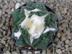 Ariocarpus fissuratus, květináč 5,5 cm Cites IA